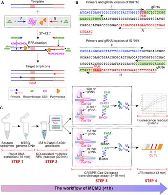 Development and preliminary assessment of a CRISPR–Cas12a-based multiplex detection of Mycobacterium tuberculosis complex